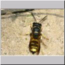 Cerceris quadricincta - Knotenwespe w04b 11mm.jpg